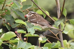 Pheucticus ludovicianus