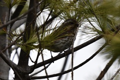 Pheucticus ludovicianus