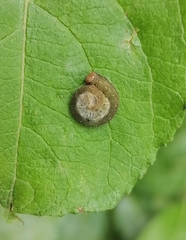 Pachyprotasis antennata