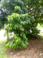 Podocarpus grayae