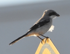 Lanius ludovicianus