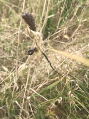 Zygaena