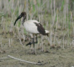 Threskiornis aethiopicus