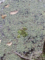Salvinia natans