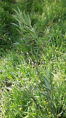 Searsia angustifolia