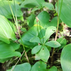 Lysimachia europaea