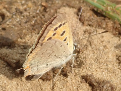 Lycaena phlaeas