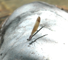 Calopteryx haemorrhoidalis