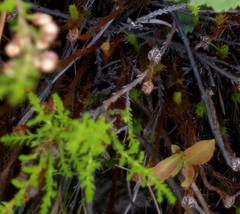 Polytrichum strictum