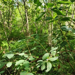 Lonicera caerulea baltica