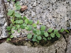 Evolvulus nummularius