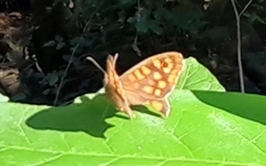 Pararge aegeria