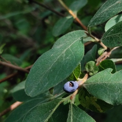 Lonicera caerulea baltica