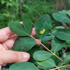 Lonicera caerulea baltica