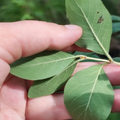 Lonicera caerulea baltica