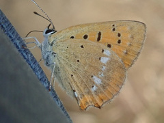 Lycaena virgaureae