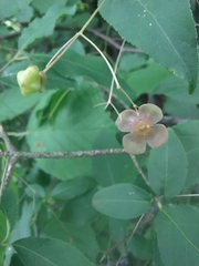 Euonymus verrucosus