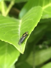 Calliphoridae