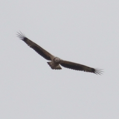Haliaeetus leucogaster
