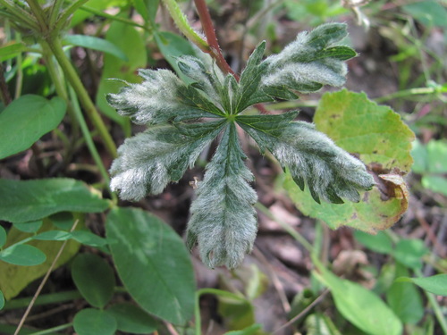 Phyllocoptes parvulus