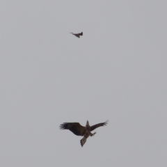 Haliaeetus leucogaster