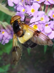 Volucella pellucens