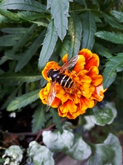 Sericomyia silentis