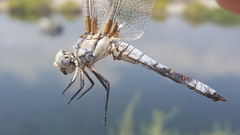 Libellula composita