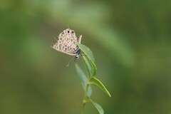 Leptotes pirithous
