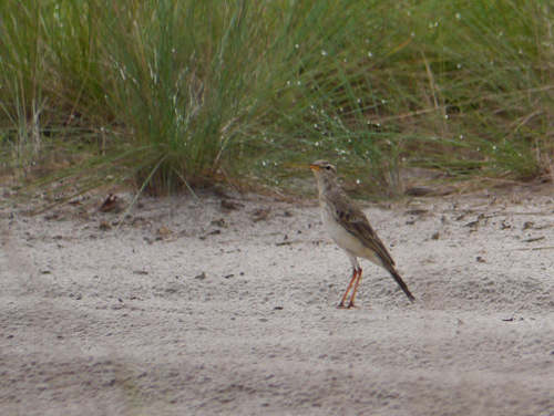 Long-legged Pipit (Anthus pallidiventris), photo 5