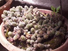 Lobivia silvestrii