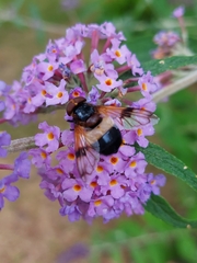 Volucella pellucens