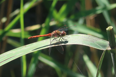 Sympetrum vulgatum