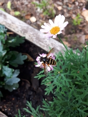 Sericomyia silentis