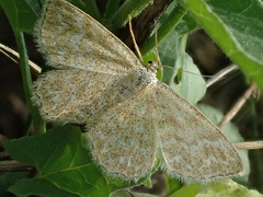 Scopula immorata