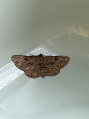 Peribatodes rhomboidaria