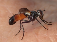 Cylindromyia auriceps