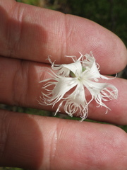Dianthus arenarius