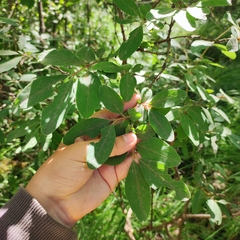 Lonicera caerulea baltica