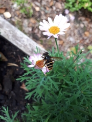 Sericomyia silentis