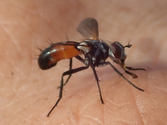 Cylindromyia auriceps