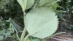 Urticaceae