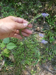 Veronica spicata