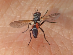 Cylindromyia auriceps