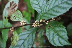 Maesa japonica
