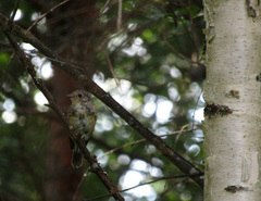 Ficedula