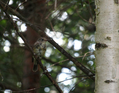 Ficedula