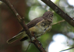 Ficedula