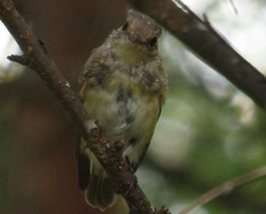 Ficedula