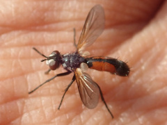Cylindromyia auriceps